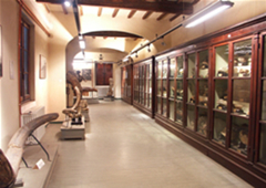 Museo Paleontologico di Montevarchi